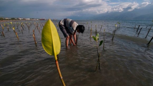 La plantación de nuevos manglares costeros 