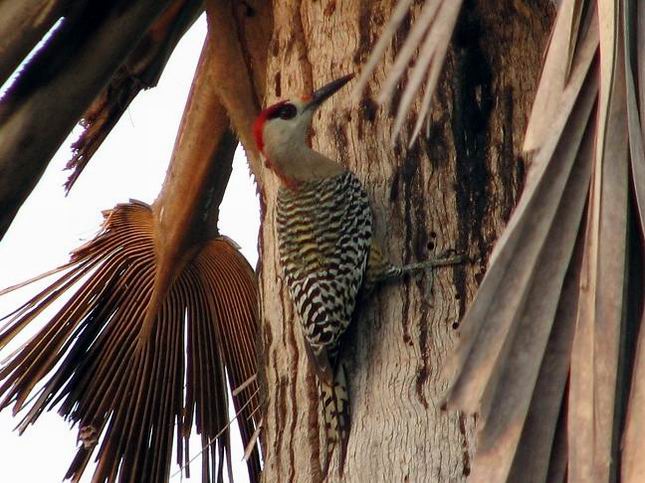 Pájaro carpintero Pájaro carpintero