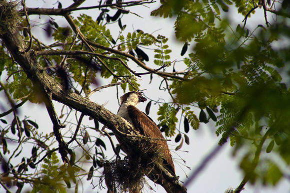 Foto: José Raúl / Cubadebate 