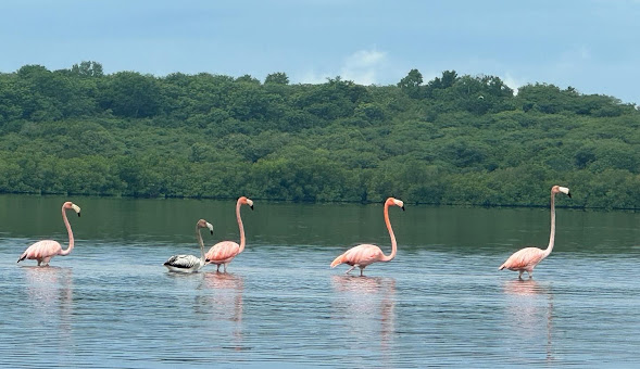 Cienfuegos, ciencia e innovación aportan al desarrollo