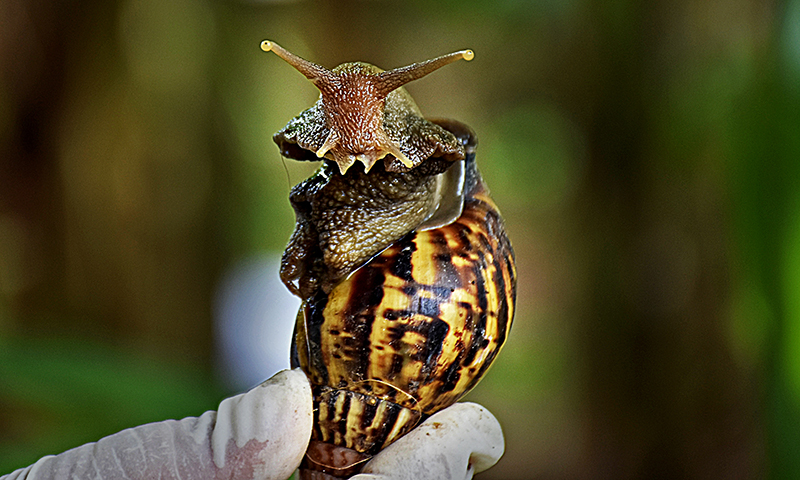 El Club de Motos Eléctricas “atropella” al caracol gigante africano. Foto: Sergei Montalvo Aróstegui El Club de Motos Eléctricas “atropella” al caracol gigante africano. Foto: Sergei Montalvo Aróstegui