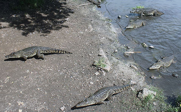 Foto: José Raúl / Cubadebate 