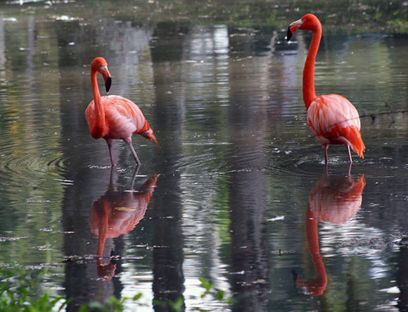 Foto: José Raúl / Cubadebate 
