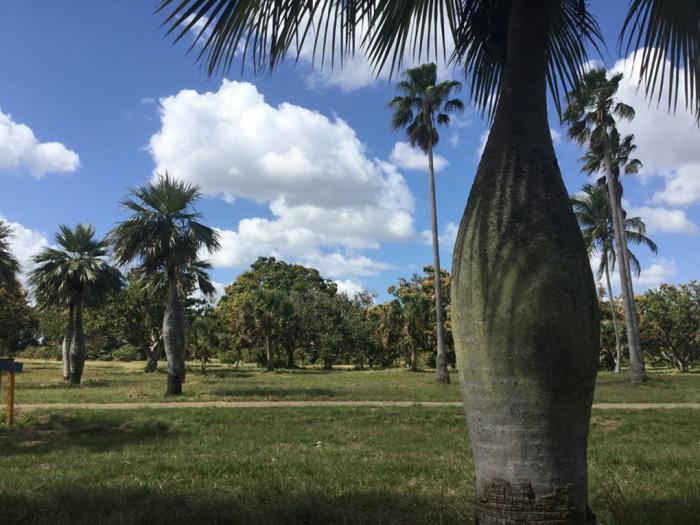 Jardín Botánico Nacional. Foto: Tomada de ACN Jardín Botánico Nacional. Foto: Tomada de ACN