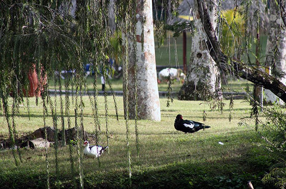 Foto: José Raúl / Cubadebate 