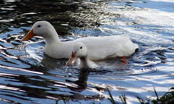 Foto: José Raúl / Cubadebate 