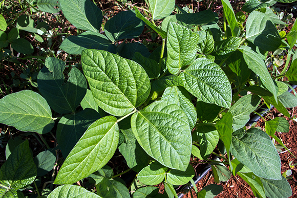 Soja modificada cultivada en áreas del CIGB. Estrada García explica que “la soja debería rotarse con el maíz, el arroz, la caña de azúcar… Al rotar con soja estás beneficiando el suelo. Y estás ahorrando cientos de millones de dólares al país mientras contribuyes a la producción de huevos y carne de cerdo y pollo, de yogurt y otros alimentos con un contenido proteico muy alto”. Foto: Abel Padrón Padilla/ Cubadebate.