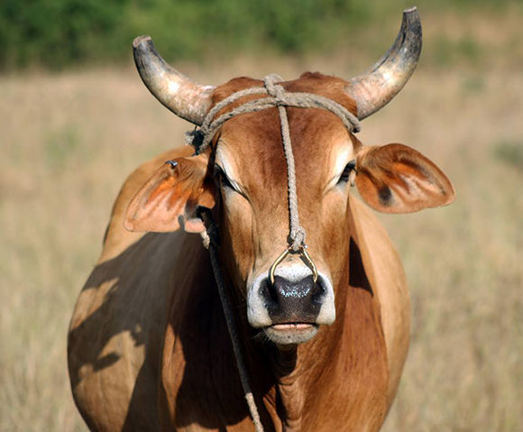 Foto: José Raúl / Cubadebate 